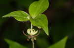 Indian cucumber